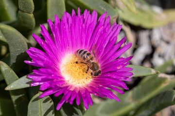 Honey Bee collecting pollen from a Pig Face Flower