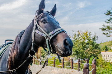 Profile of adult horse wearing full tack