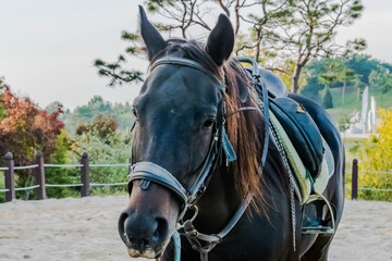Adult horse wearing full tack