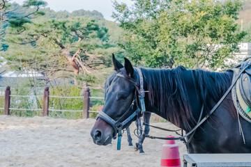 Profile of adult horse in full tack