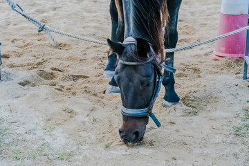 Horse sniffing sandy ground