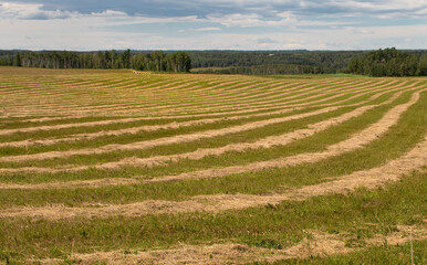 cut hay field