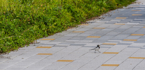 Japanese Wagtail on concrete sidewalk