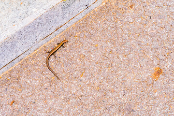 Small bronze colored lizard