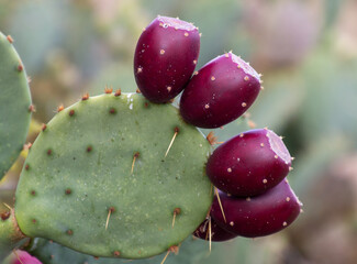 Close up of prickly pear cactus red fruit.