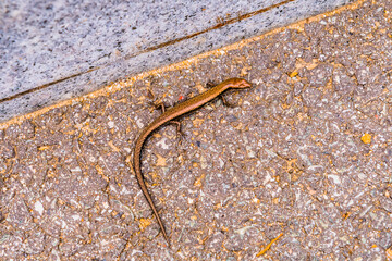 Small bronze colored lizard