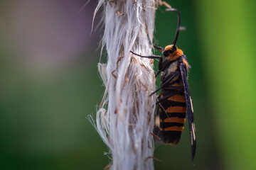 Beauty Image of Wasp Moth sleeping on a Grass Plant in the early morning