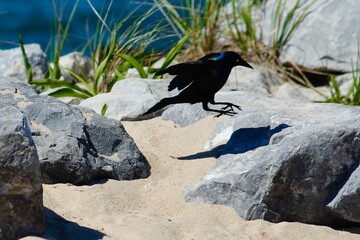 Bird