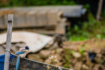 Azure-winged magpie perched fence