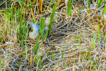 Gray seashell laying on ground