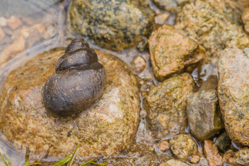 Fototapeta na wymiar Large snail on top of brown rock