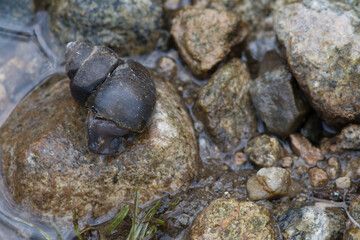 Large snail on top of brown rock