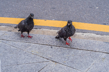 Two scruffy looking black pigeons