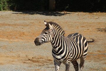 Fototapeta na wymiar Zebra at the zoo.