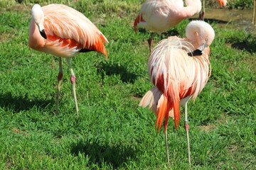 Flamingos at the zoo.