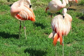 Flamingos at the zoo.