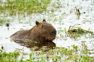 Capibara resting in Ibera Wetland