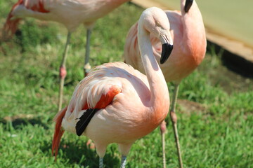 Flamingos at the zoo.