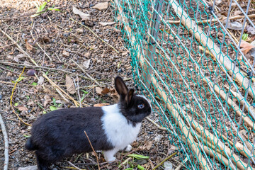 Black and white rabbit
