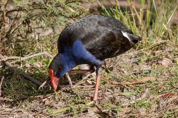 Purple Swamp Hen feeding on grass roots