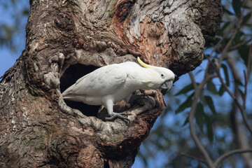 Sulphur-crested Cockatoo at nest entrance