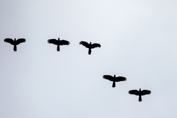 Yellow-tailed Black Cockatoo's in flight © Ken Griffiths