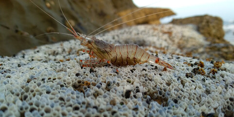 A baby shrimp  beside of sea view