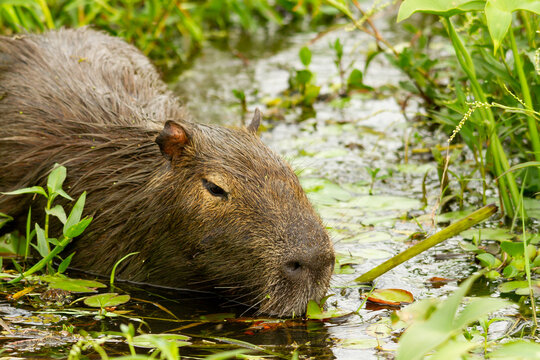 Capibara resting in Ibera Wetland