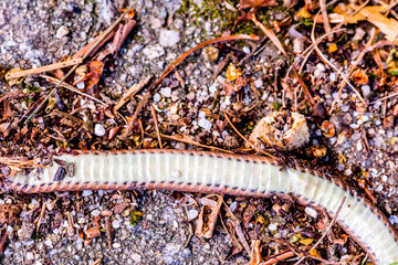 Carcass of dead snake