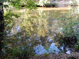 reflections of trees and blue sky in the pond
