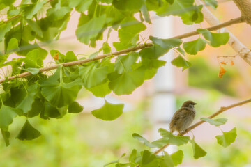 Sparrow perched on branch