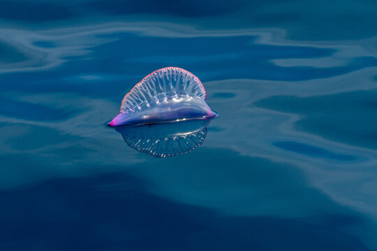 Portuguese Man o War at the surface
