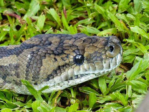 Coastal Carpet Python photographed at Diwan, Daintree, Far North Queensland