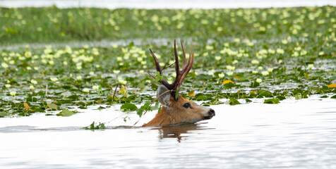 Adult male swamp deer crossing the river in the Ibera wetland in Argentina