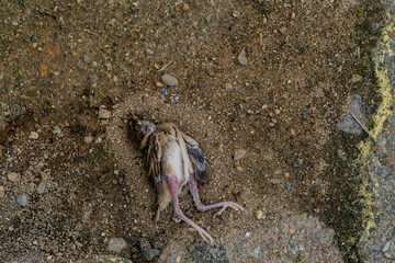 Dead sparrow on ground