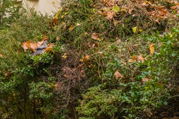 Turtledove perched on bush.