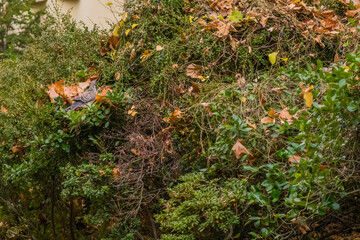Turtledove perched on bush.