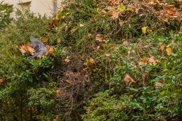 Turtledove perched on bush.