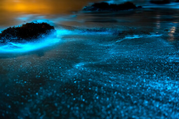 Fototapeta na wymiar Bioluminescence, Jervis Bay, Australia