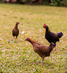 free and curious chickens