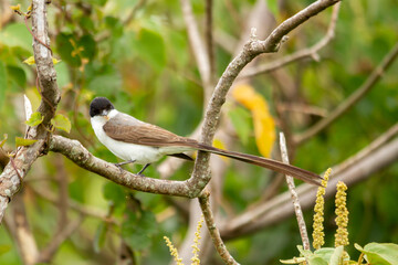 fork-tailed flycatcher perched on a branch