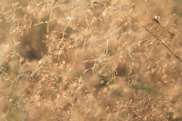Morning dew on grass macro selective focus