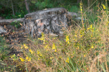 Melampyrum pratense, common cow-wheat yellow flowers closeup