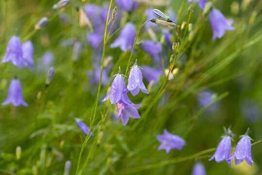 Campanula rotundifolia, harebell, Scottish bluebell violet flowers macro selective focus