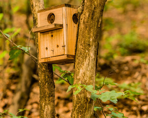 Wooden birdhouse lodged between two trees