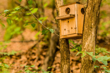 Wooden birdhouse lodged between two trees