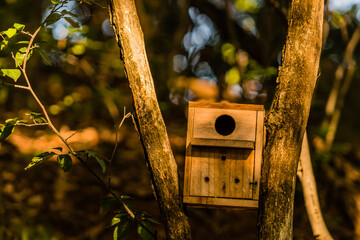 Small wooden birdhouse lodged between two trees.