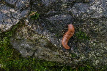 Slug crawling up side of wet boulder.