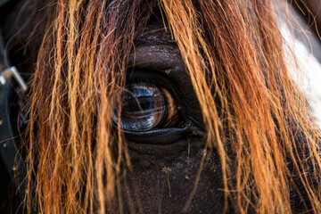 close up of horse's eye