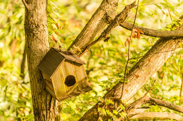 Closeup of a small wooden birdhouse lodged in a wooded area with a a soft blurred background.